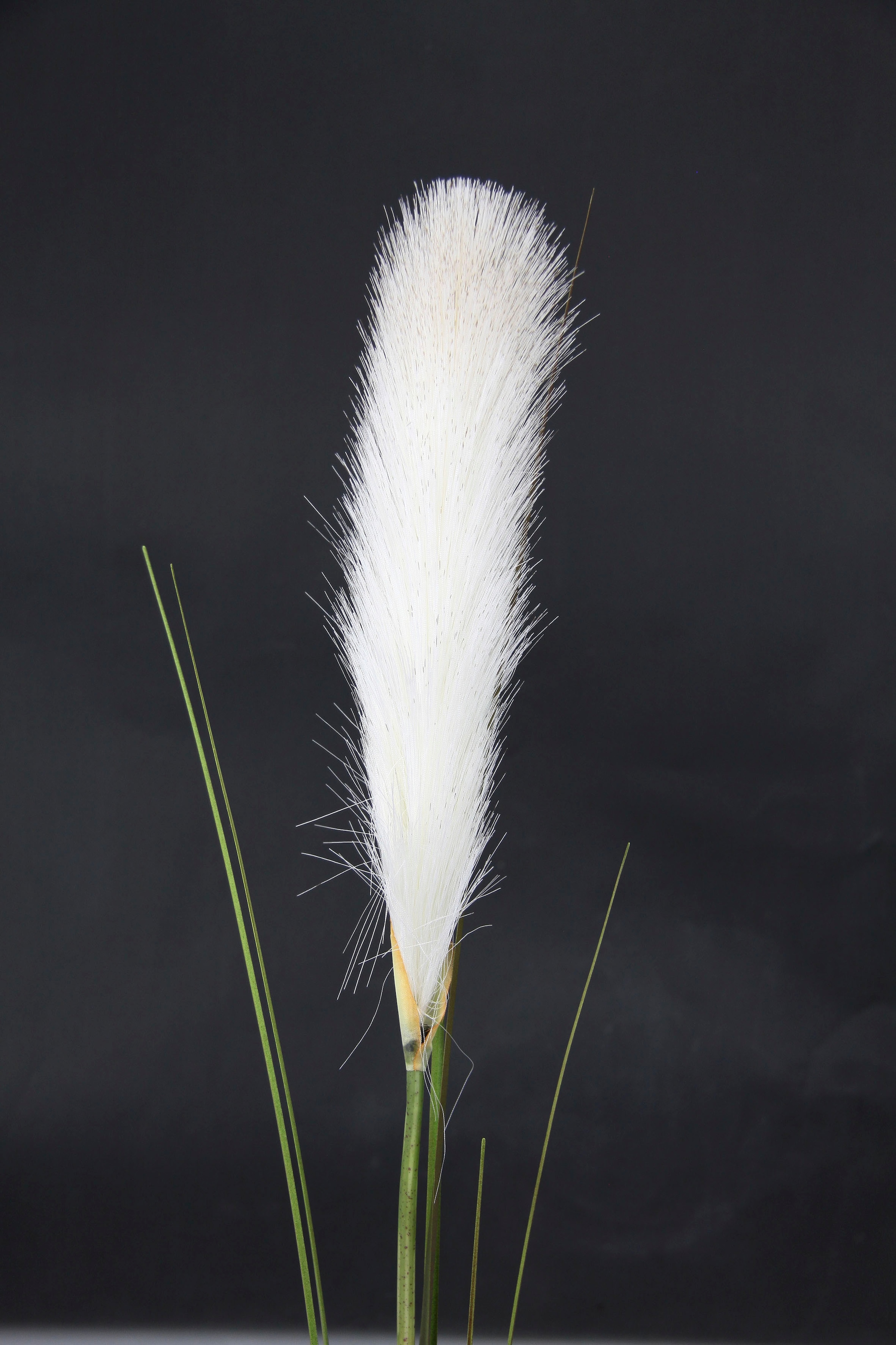 I.GE.A. Kunstpflanze »Pampas«, Pampasgras, Boho, 2er Set
