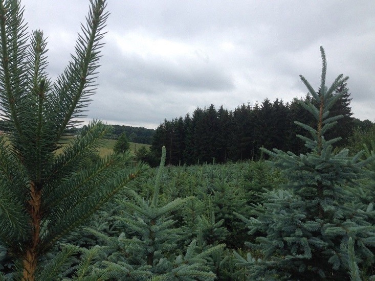 Weihnachtsbaum Guru Echter Weihnachtsbaum »Edeltanne im Topf, Weihnachtsdeko«, Edeltanne