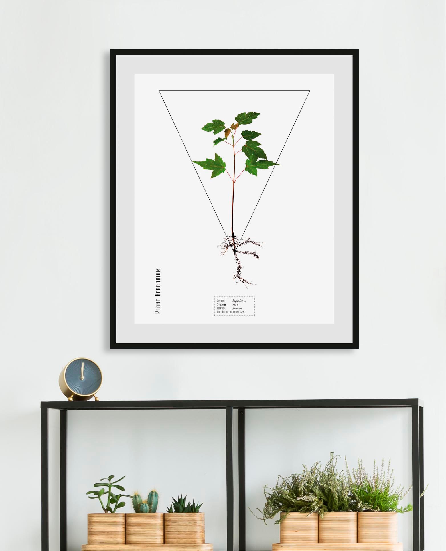 queence Bild »Sapindacea«, Pflanzen-Pflanzenbilder-Schriftzug, (1 St.), HD günstig online kaufen