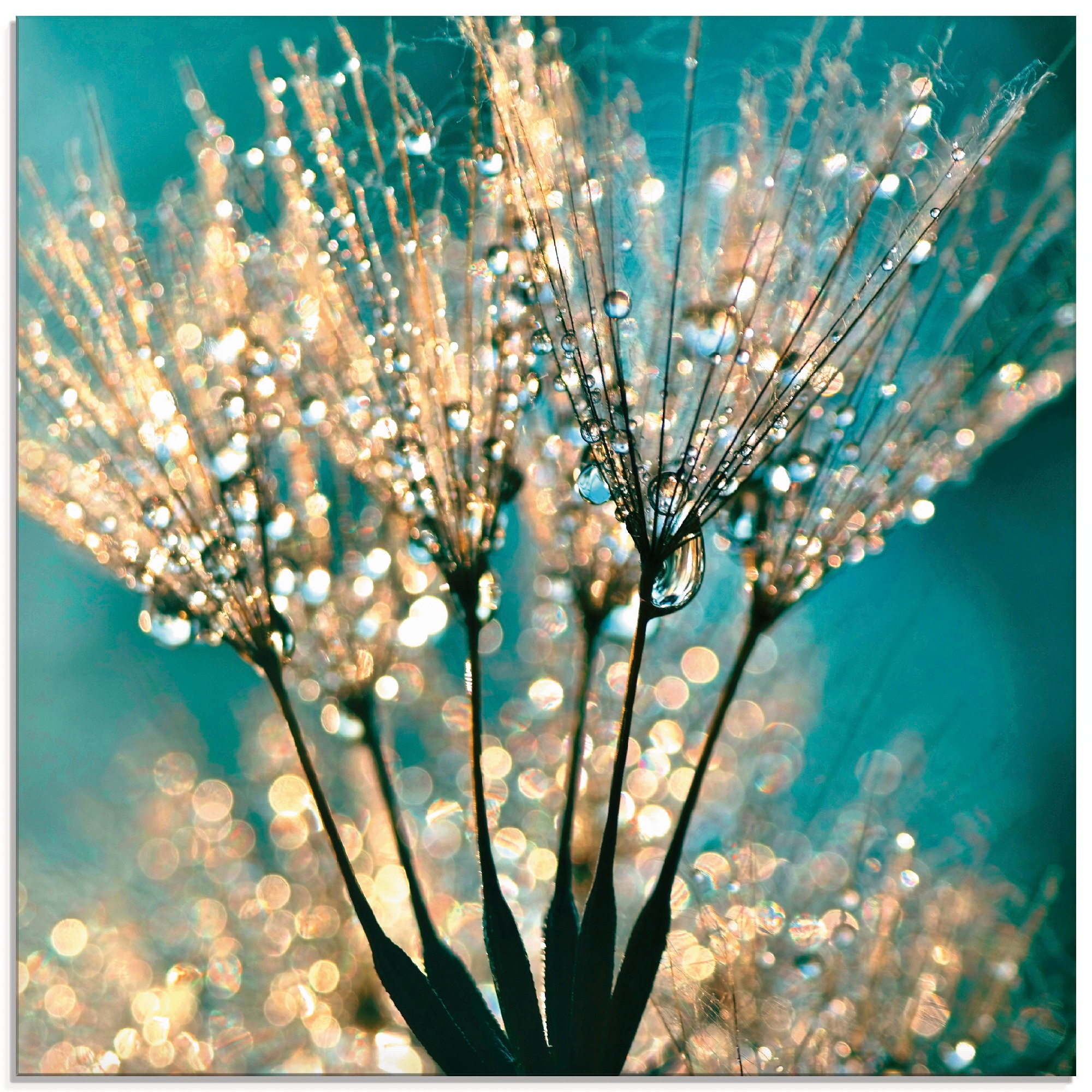 Artland Glasbild »Pusteblume Schirmchen abstrakt« 1 Stk. tlg. in verschiede günstig online kaufen