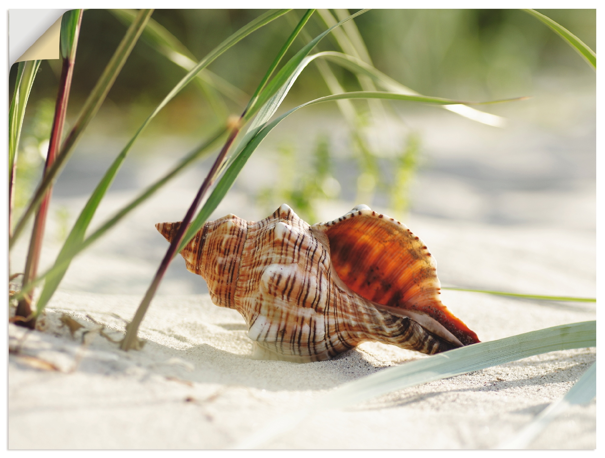 Artland Wandbild »Große Muschel am Strand«, Wassertiere, (1 St.), als Leinw günstig online kaufen