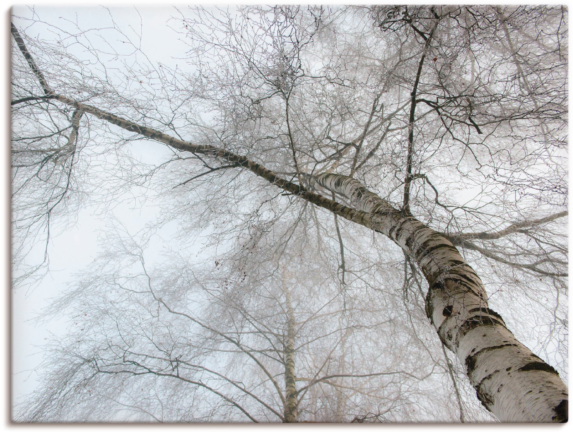 Artland Wandbild »Winter Birke«, Bäume, (1 St.), als Leinwandbild, Wandaufk günstig online kaufen