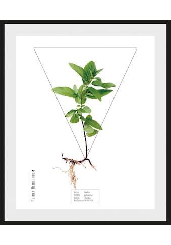 andas Bild »Pflanze Mentha«, mit Rahmen kaufen