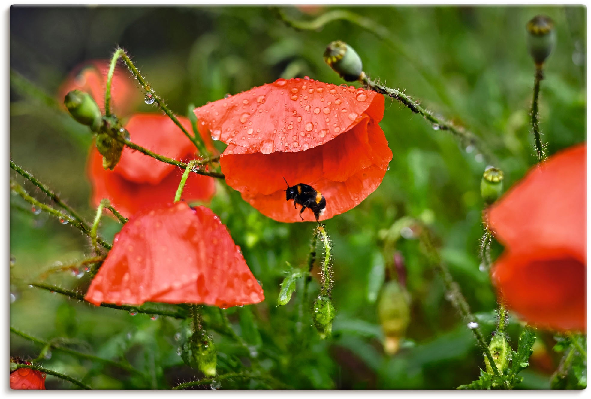 Artland Wandbild »Hummel sucht Schutz vor Regen«, Blumenbilder, (1 St.),  als Alubild, Leinwandbild, Wandaufkleber oder Poster in versch. Größen auf  Rechnung bestellen