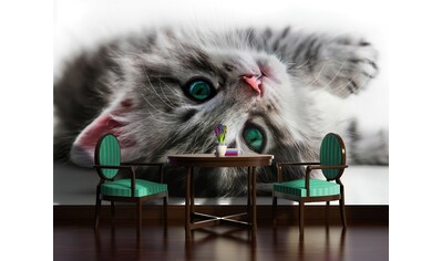 Consalnet Fototapete »Süßes Kätzchen«, Motiv kaufen