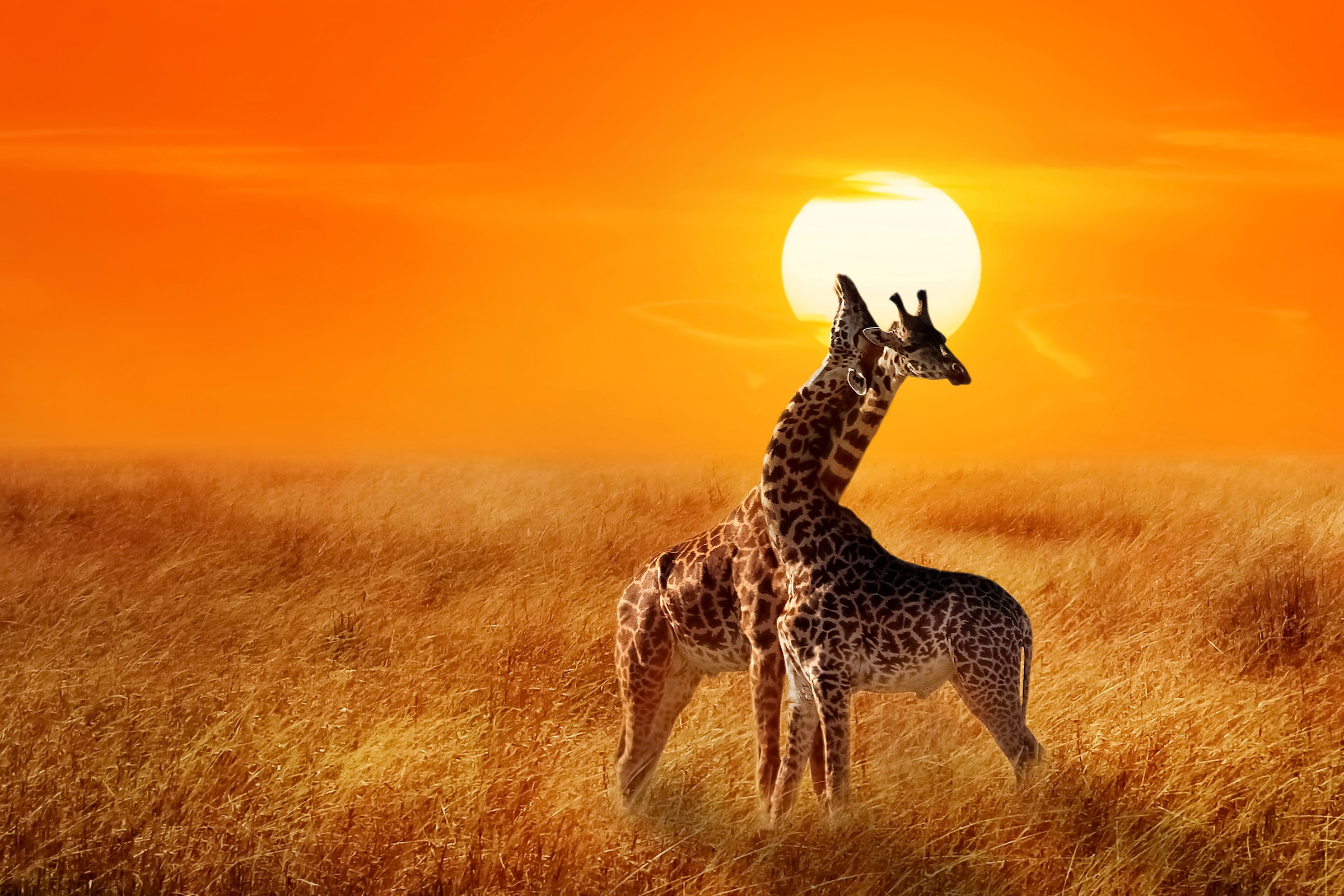 Papermoon Fototapete »Giraffes against Sunset« günstig online kaufen