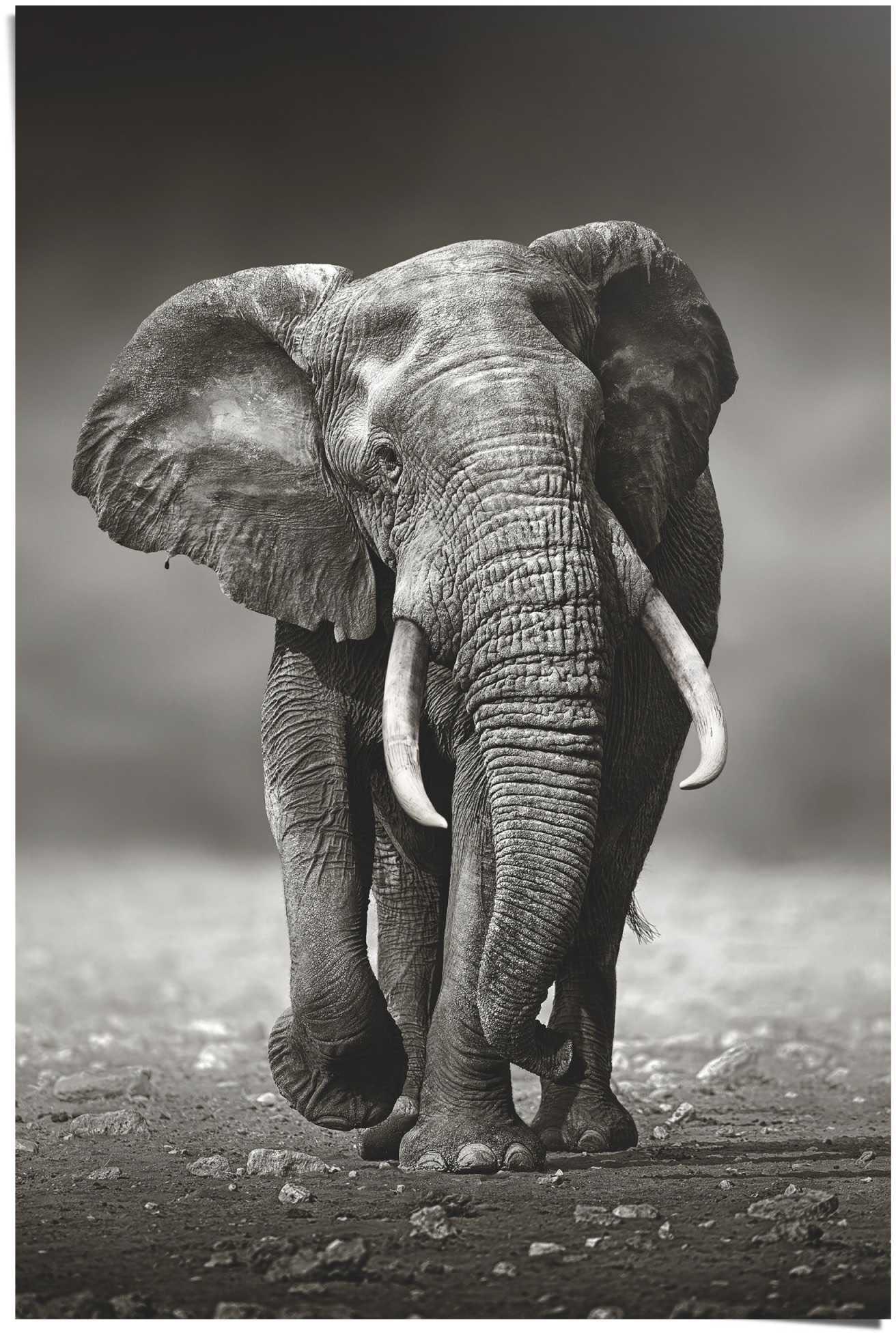 »Poster online Elefant St.) bestellen Poster Wanderung«, Reinders! (1 Elefanten,