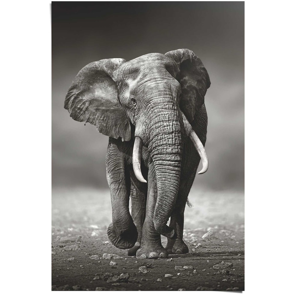 Reinders! Poster »Poster Elefant Wanderung«, Elefanten, (1 St.)