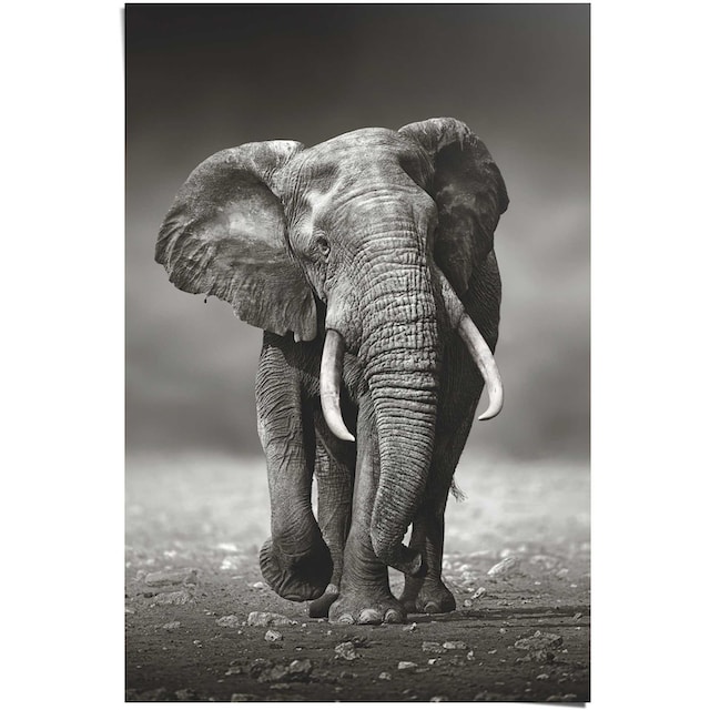 Reinders! Poster »Poster Elefant Wanderung«, Elefanten, (1 St.) online  bestellen