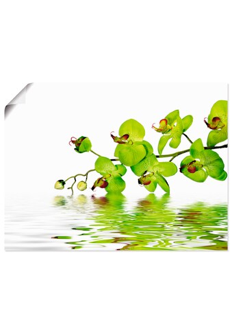Artland Wandbild »Schöne Orchidee mit grünem Hintergrund«, Blumen, (1 St.), in vielen... kaufen