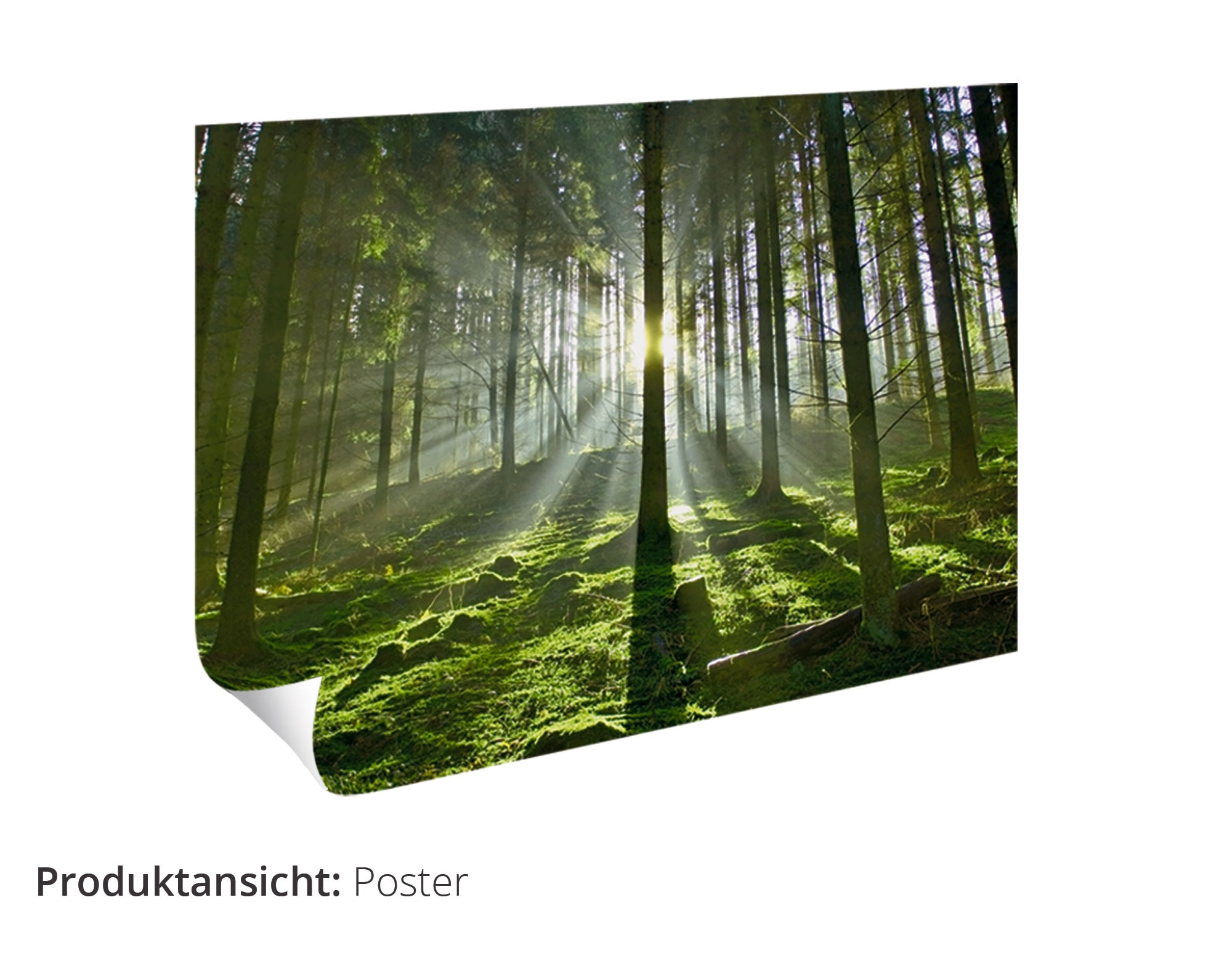 Artland Wandbild »Weißes Zwergkaninchen Größen Leinwandbild, in St.), bestellen (1 Baby«, oder als Wildtiere, Alubild, Wandaufkleber versch. online Poster