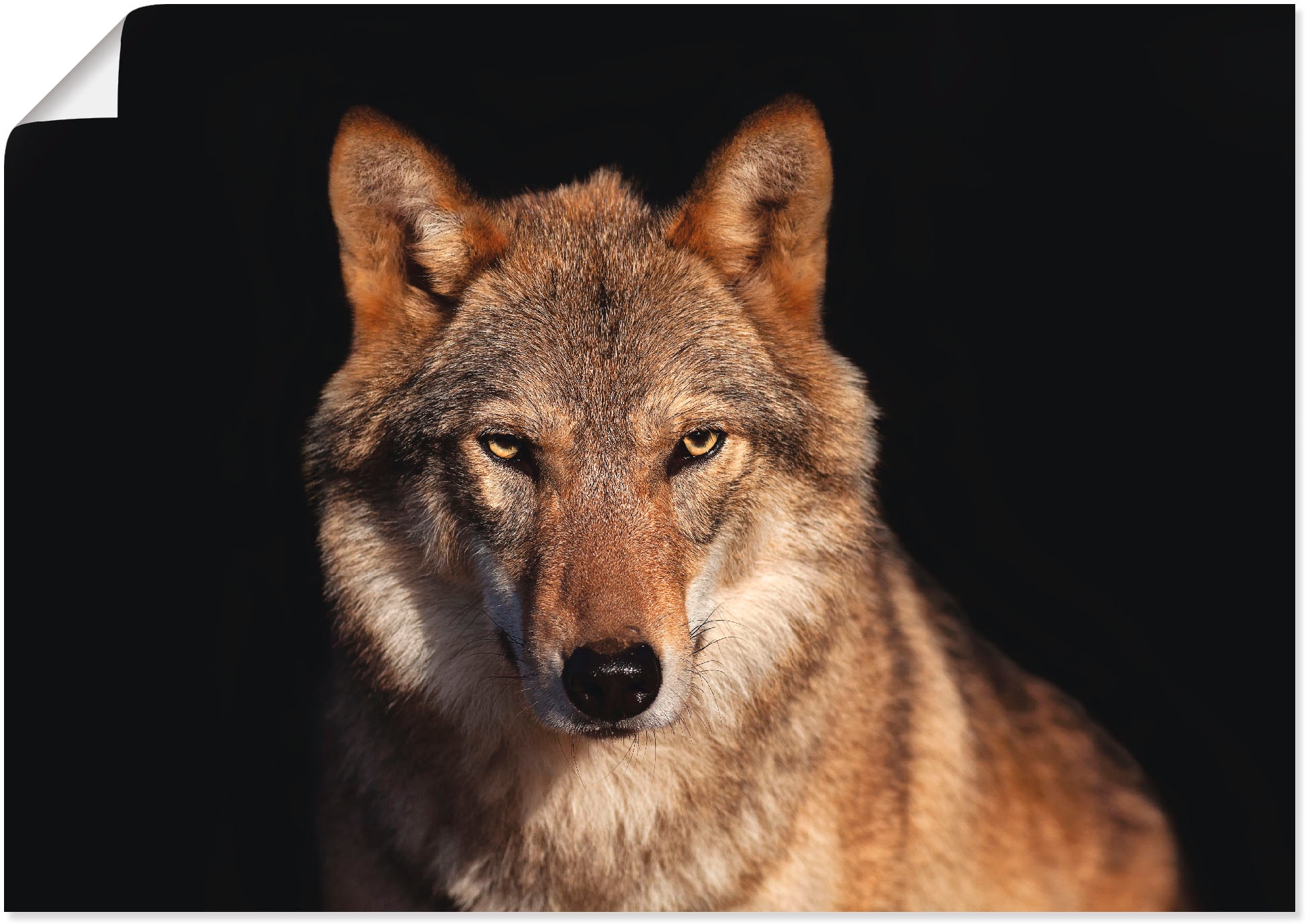 Artland Wandbild »Wolf«, Wildtiere, (1 in Poster versch. auf Größen Wandaufkleber Alubild, bestellen als St.), oder Rechnung Leinwandbild