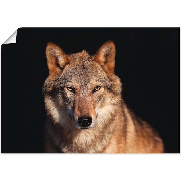 Artland Wandbild »Wolf«, Wildtiere, (1 St.), als Alubild, Leinwandbild,  Wandaufkleber oder Poster in versch. Größen auf Rechnung bestellen
