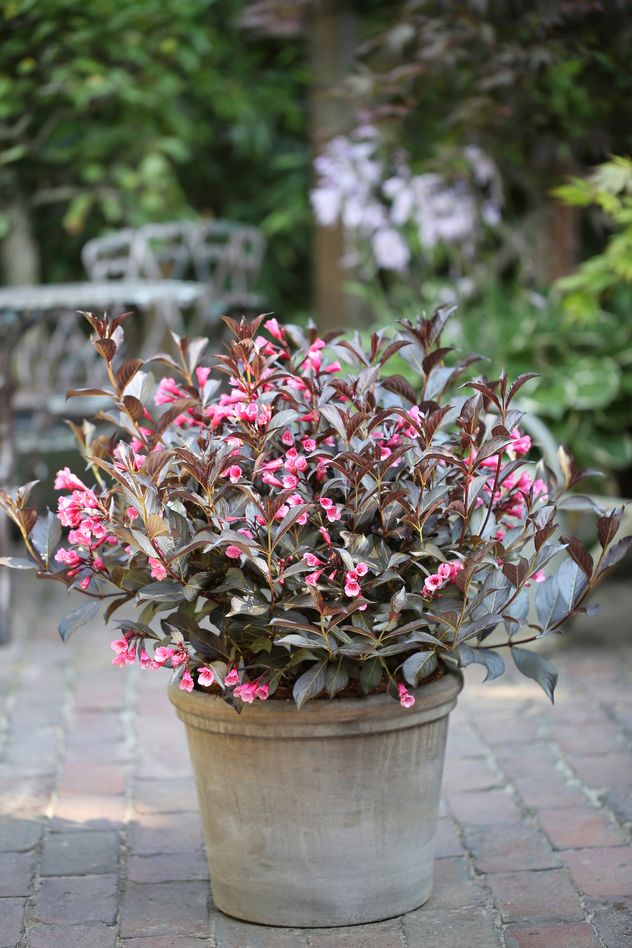 BCM Gehölze »Weigelie 'Alexandra' ®«, (1 St.), Höhe: 30-40 cm, 1 Pflanze kaufen