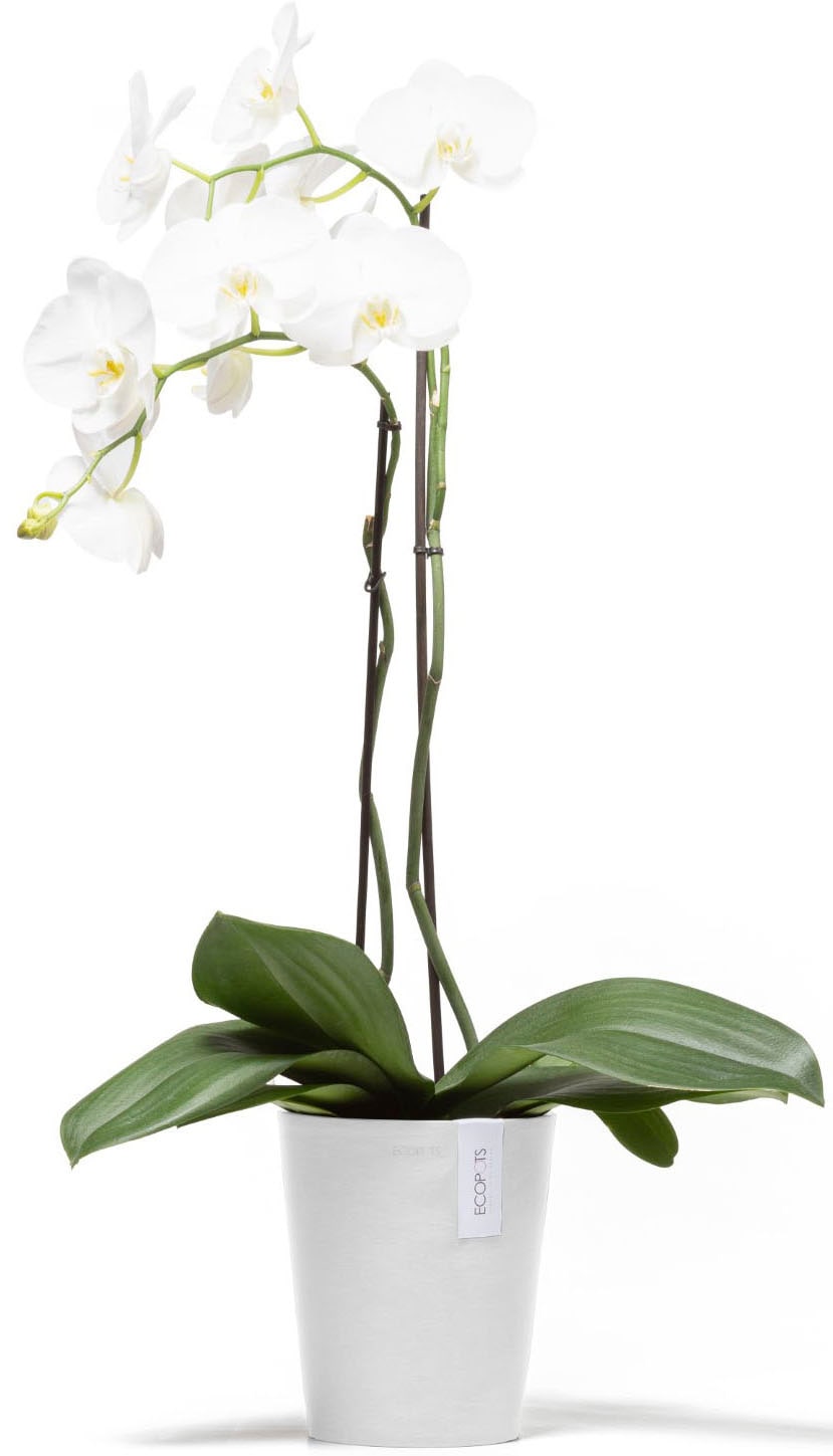 ECOPOTS Blumentopf »Morinda Orchidee 17 Weiß« für den Innenbereich