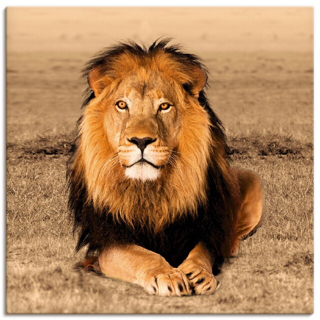 Artland Wandbild »Löwe«, Wildtiere, (1 St.) auf Raten bestellen