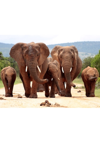 Fototapete »African Elephant Herd«