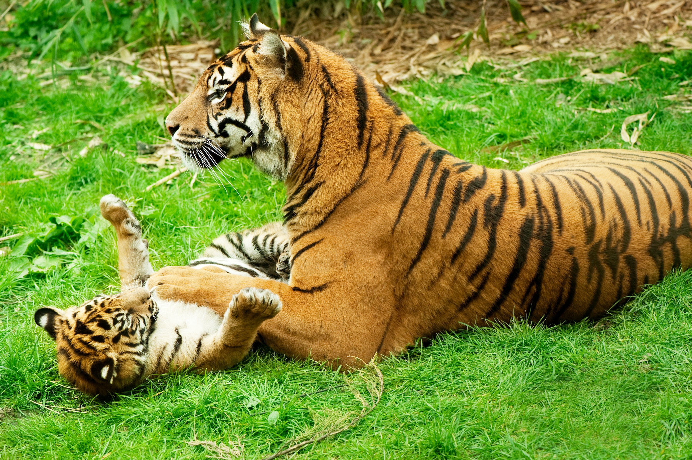 Papermoon Fototapete »Tiger with Baby« günstig online kaufen