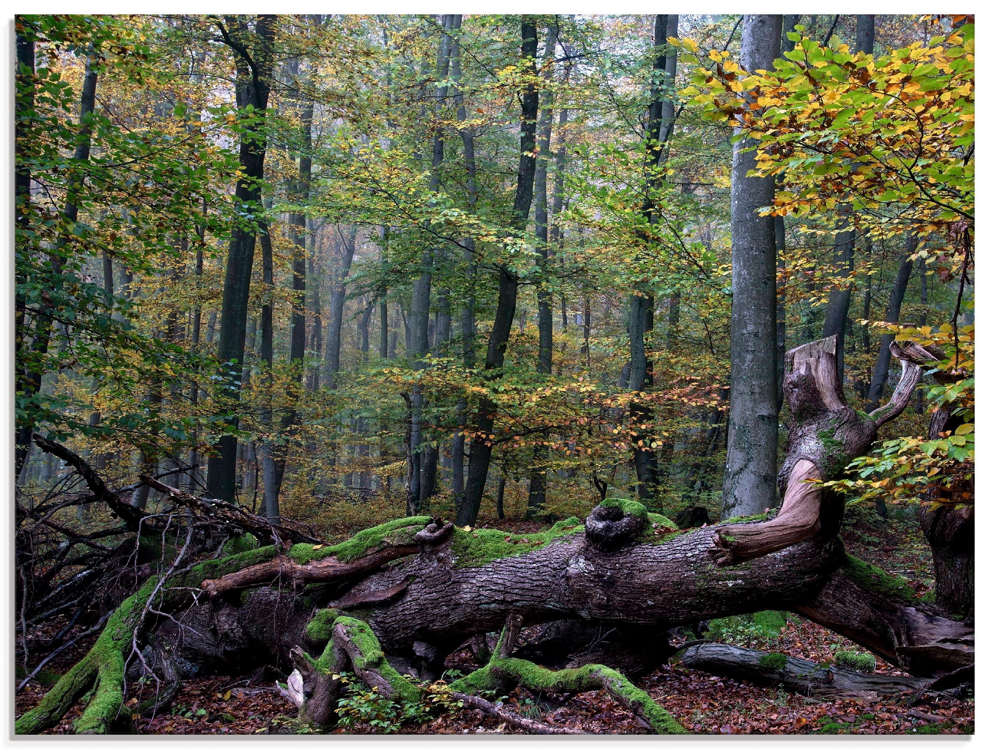 Artland Glasbild »Ein alter Riese, neuer Lebensraum«, Wald, (1 St.), in ver günstig online kaufen