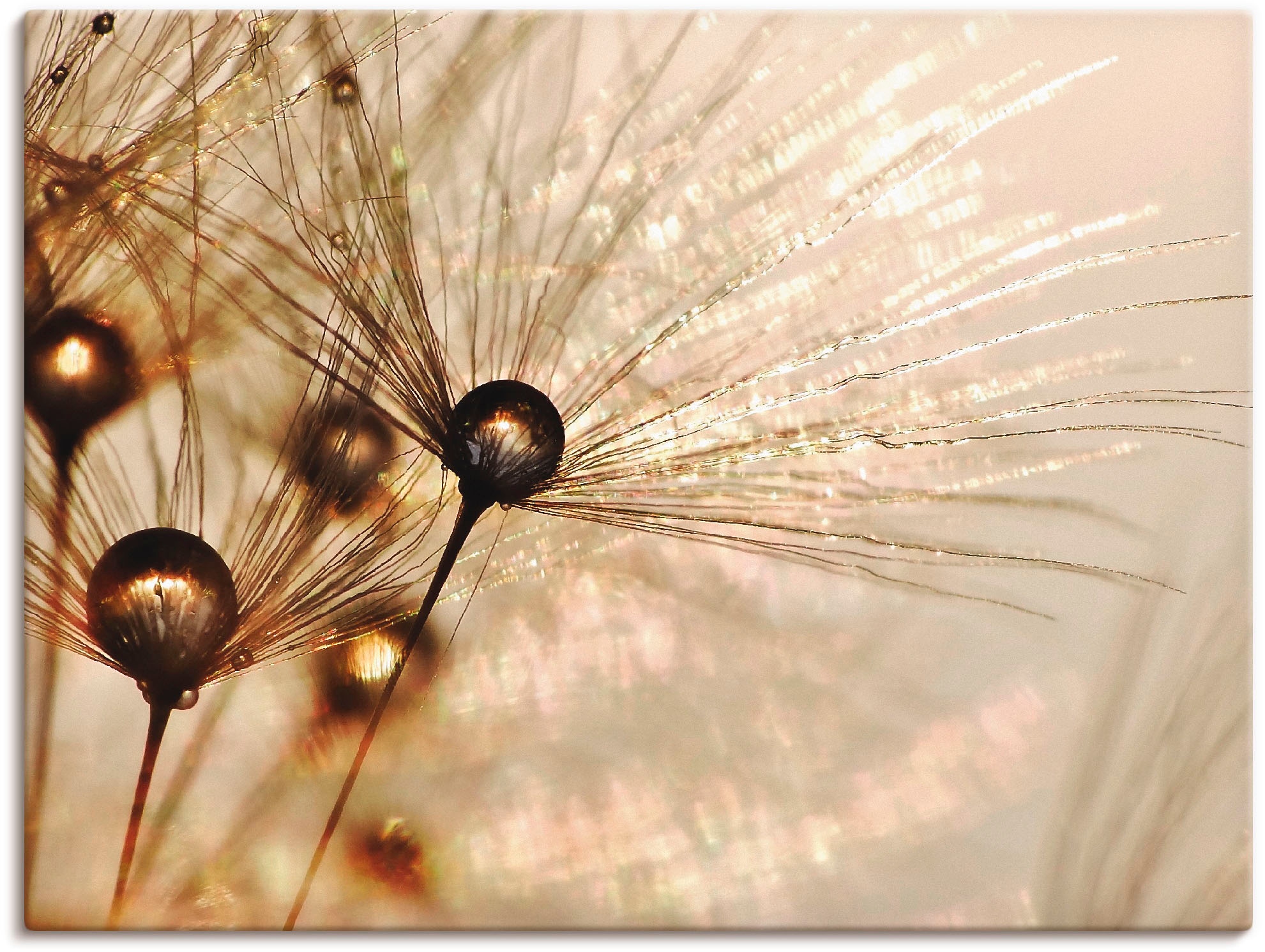 Artland Wandbild »Pusteblume Goldener Tropfen« Blumen 1 Stk. tlg. als Alubi günstig online kaufen