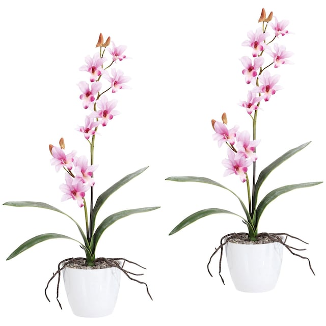 Creativ green Kunstpflanze »Orchidee Dendrobie«, im Keramiktopf online  bestellen