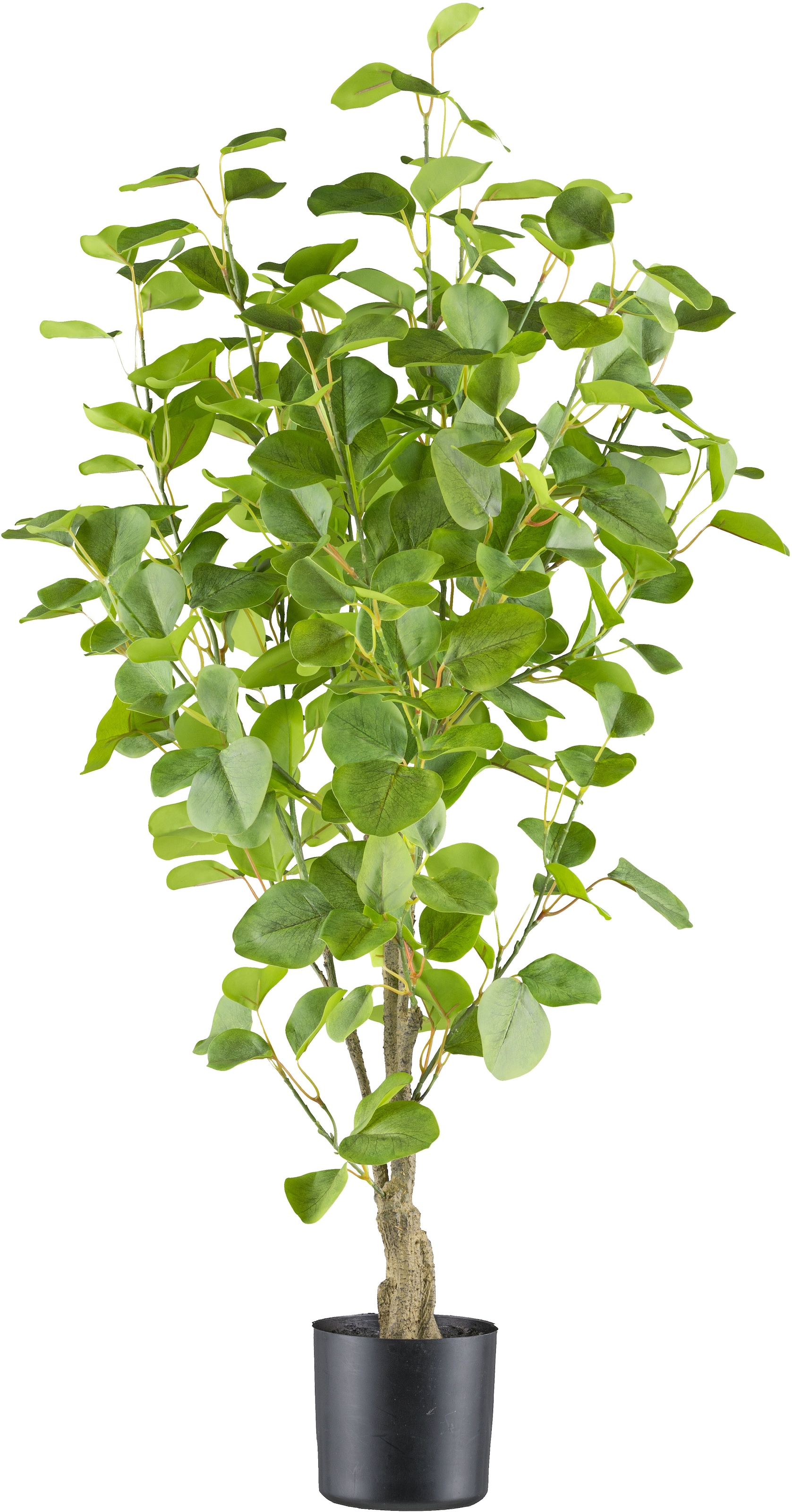 Creativ green Kunstbaum »Eukalyptus«, mit sehr naturgetreu gestalteten Blät günstig online kaufen