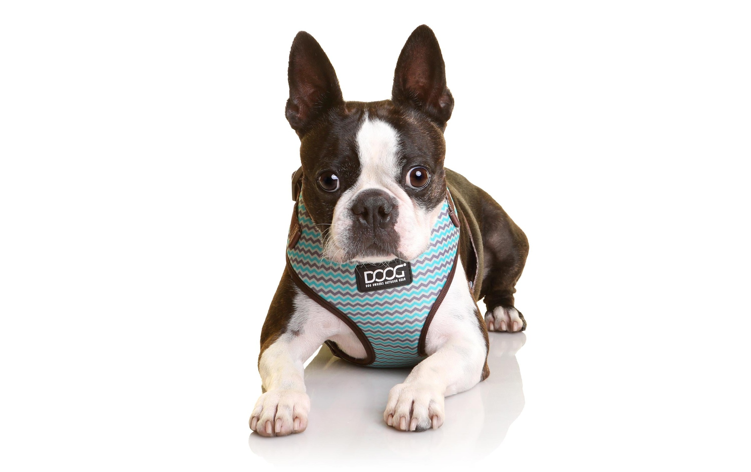 DOOG Hunde-Geschirr »Neoflex Benji L«