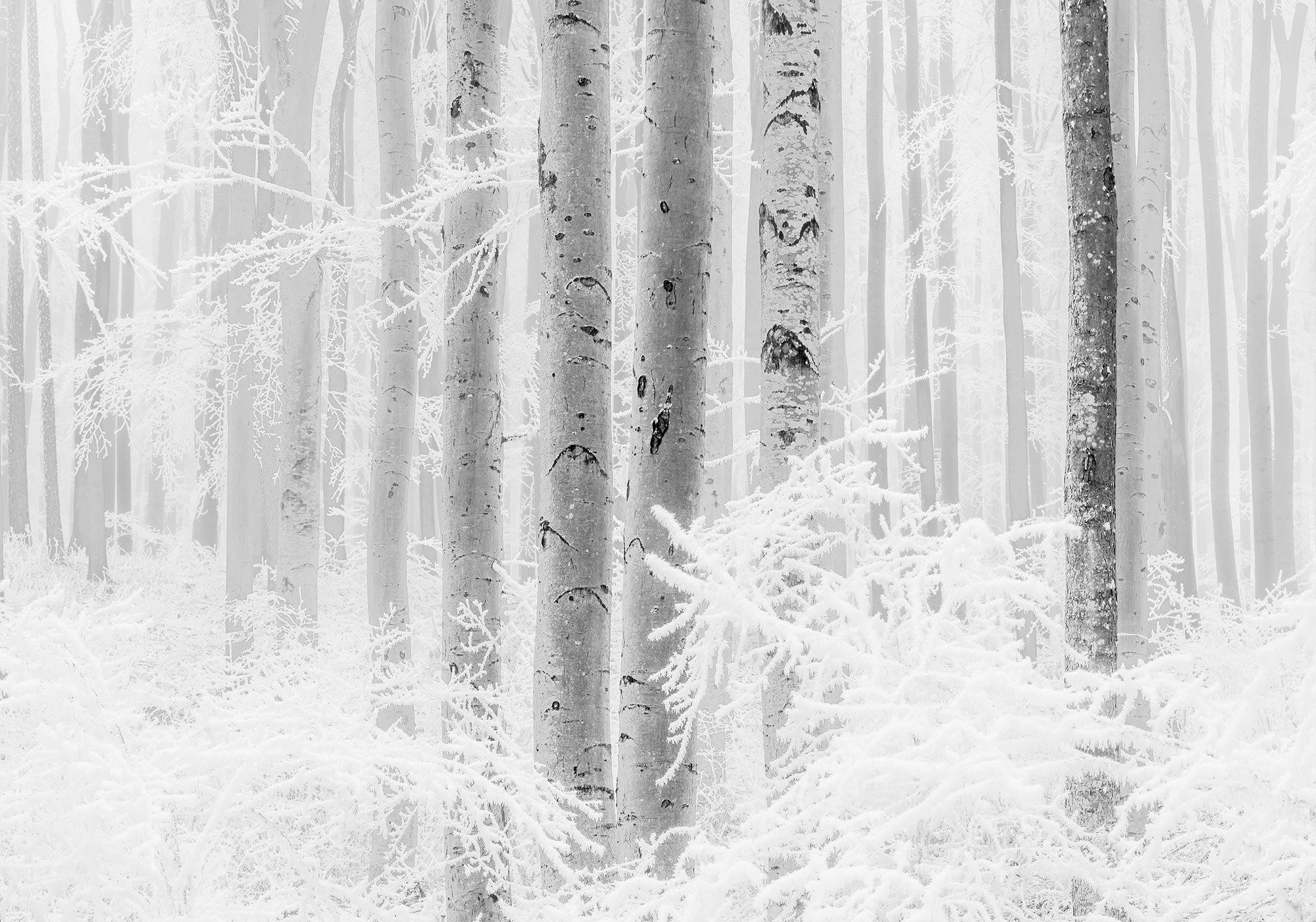 Komar Fototapete Winter Wood B/L: ca. 400x280 cm günstig online kaufen