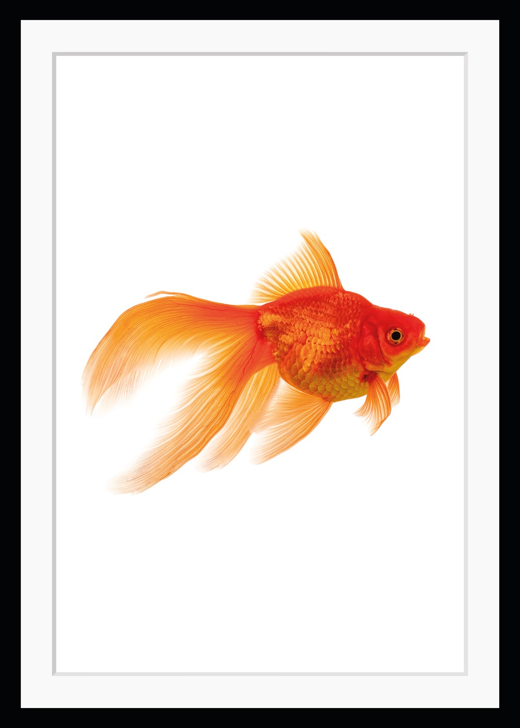 queence Bild »Goldi«, Fisch & Meeresfrüchte-Kunst-Humor, HD Premium Poster- günstig online kaufen