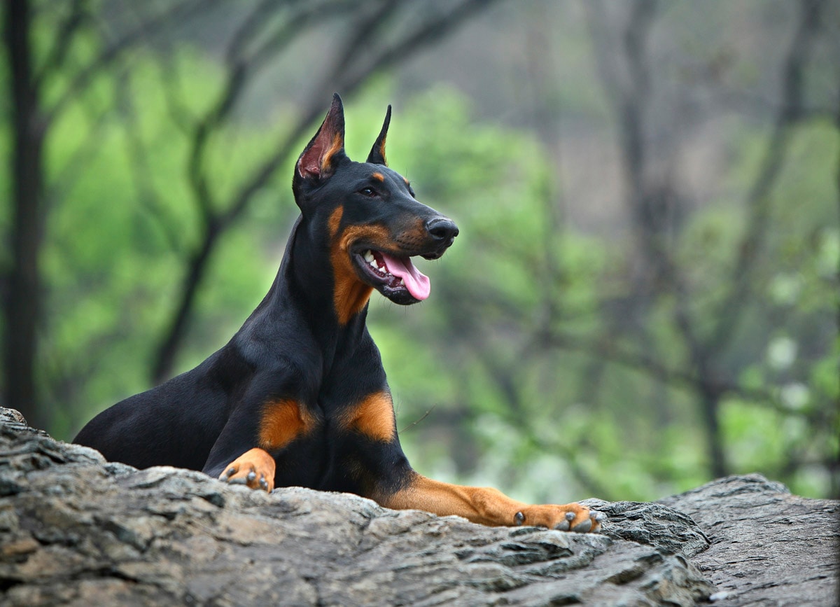 Papermoon Fototapete »Hund in Natur« günstig online kaufen