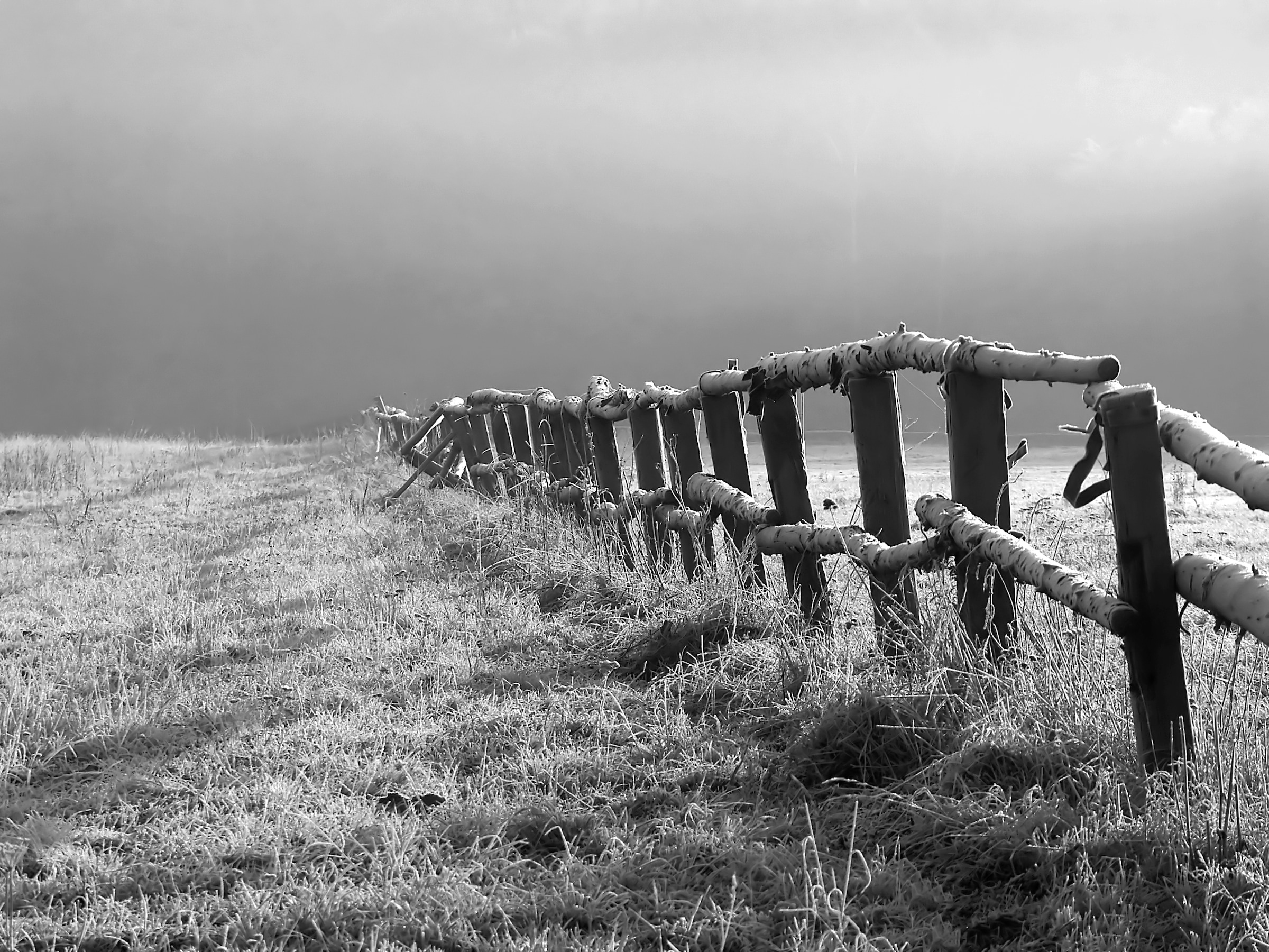 Papermoon Fototapete »Feld Schwarz & Weiß« günstig online kaufen