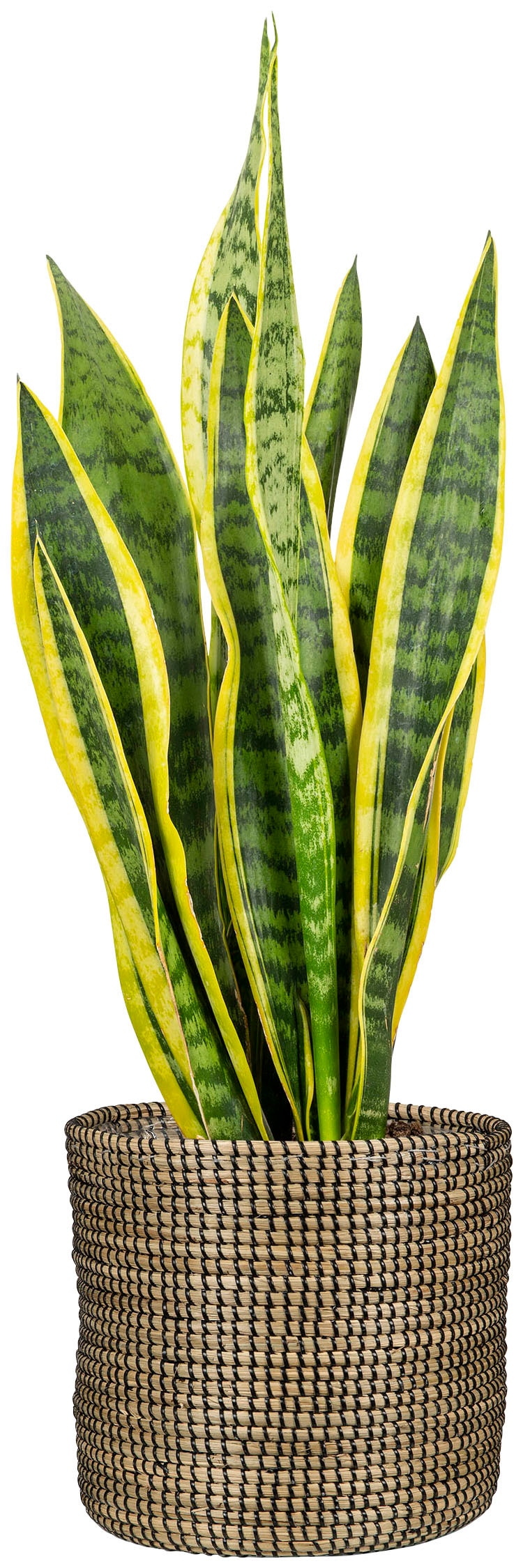Scheurich Blumentopf »black 32/513«