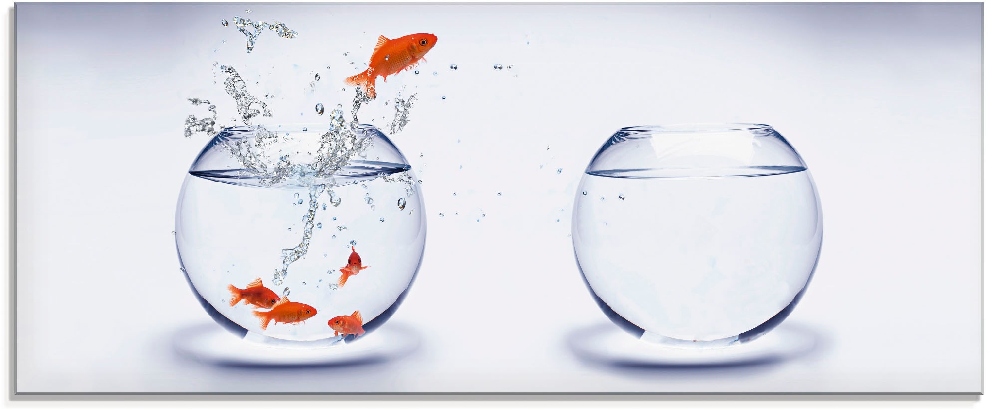 Artland Glasbild »Goldfischaquarium«, Wassertiere, (1 St.), in verschiedene günstig online kaufen