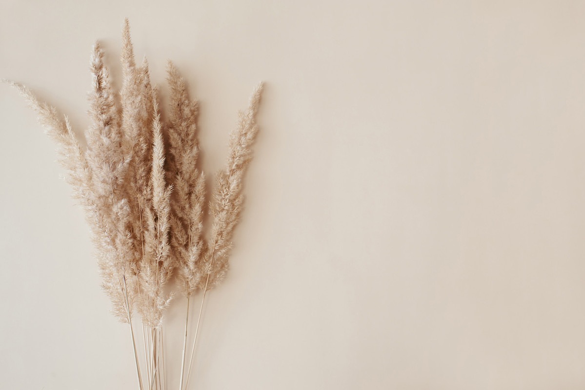 A.S. Création Vliestapete »Pampasgras-Tapete Beige Natur Fototapete Boho St günstig online kaufen