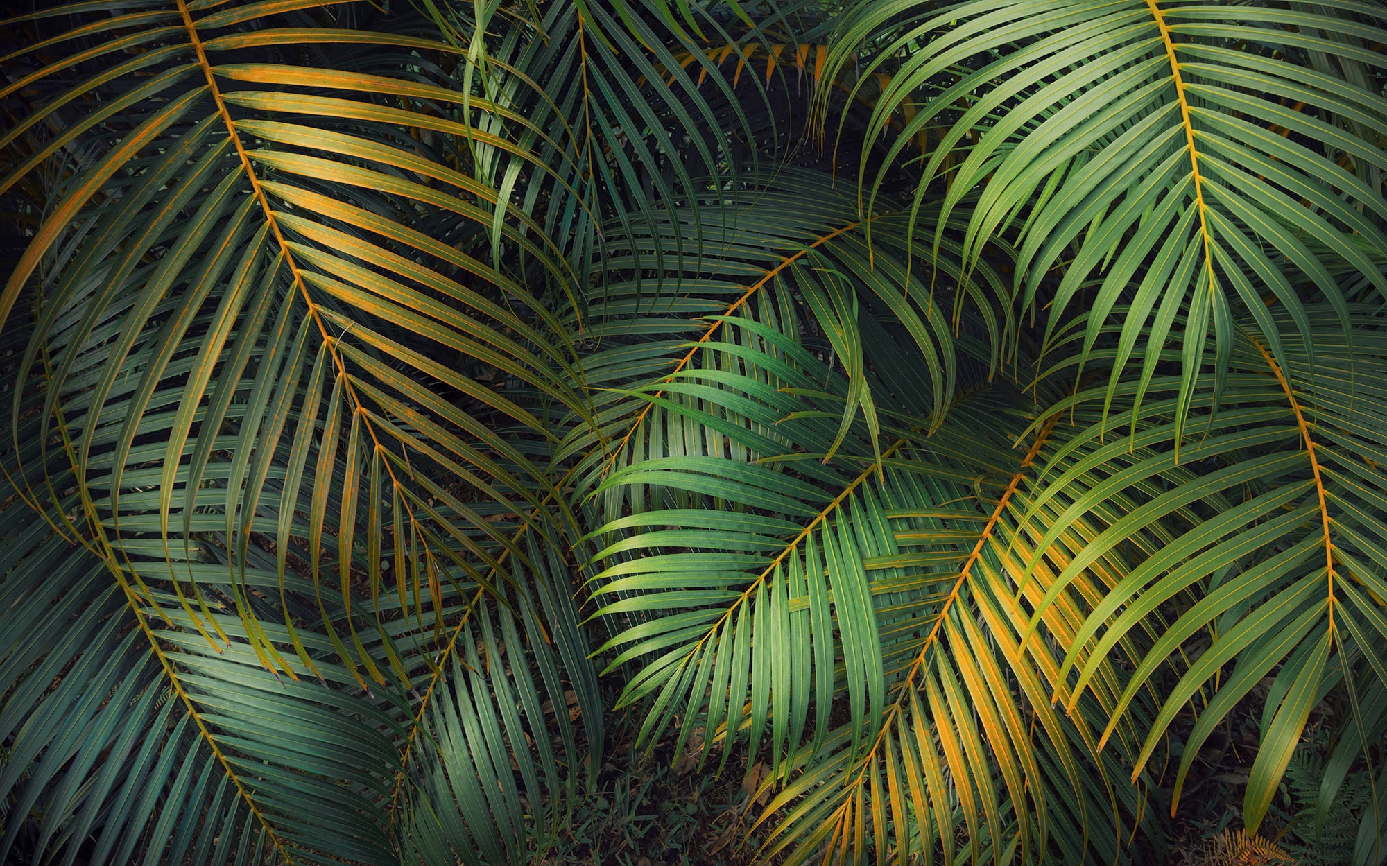 Komar Fototapete »Digitaldruck Vlies - Amazon Fern - Größe 400 x 250 cm«, bedruckt, Wohnzimmer, Schlafzimmer