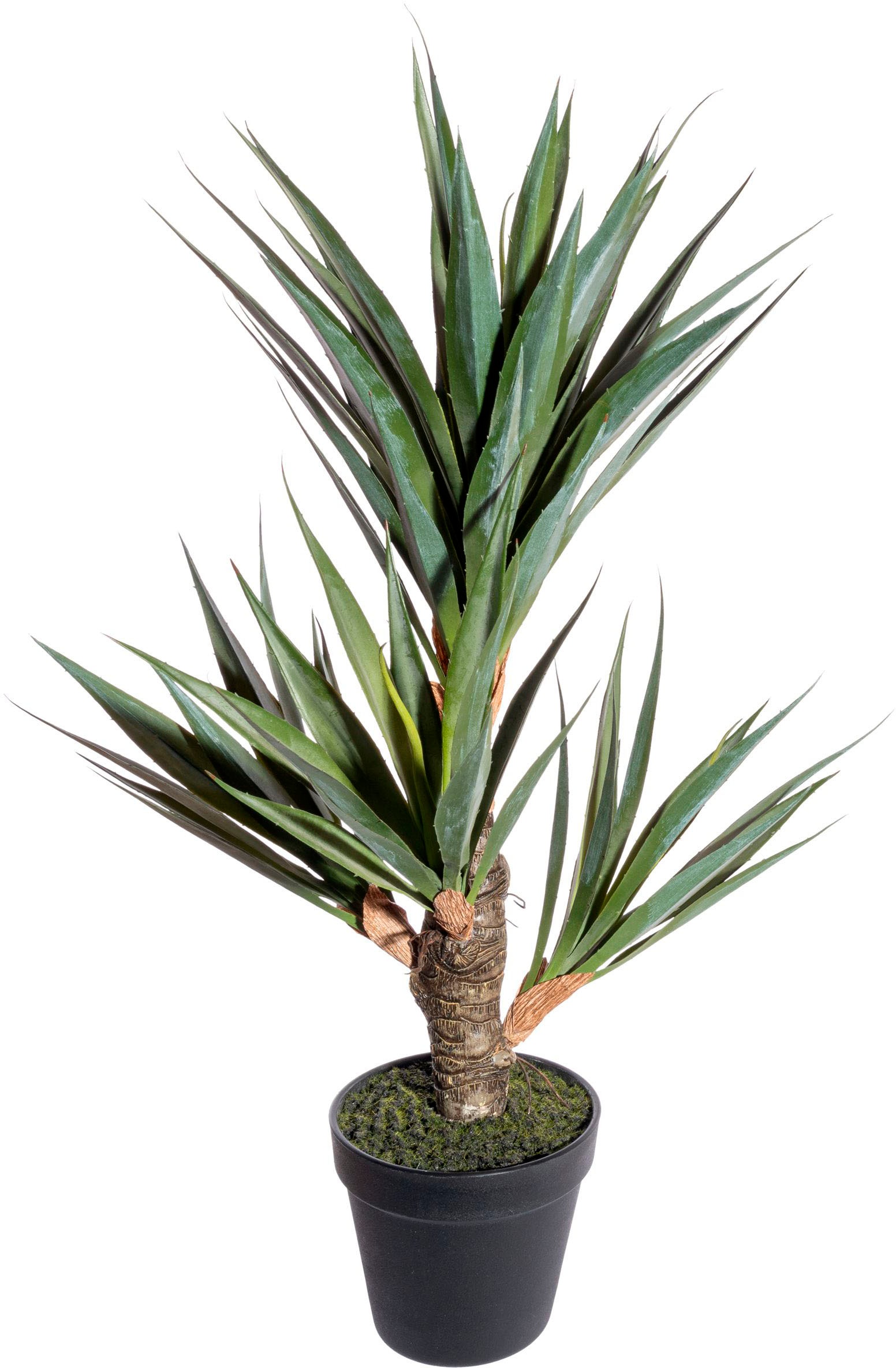 Creativ green Künstliche Zimmerpflanze »Agave im Topf«, (1 St.) kaufen