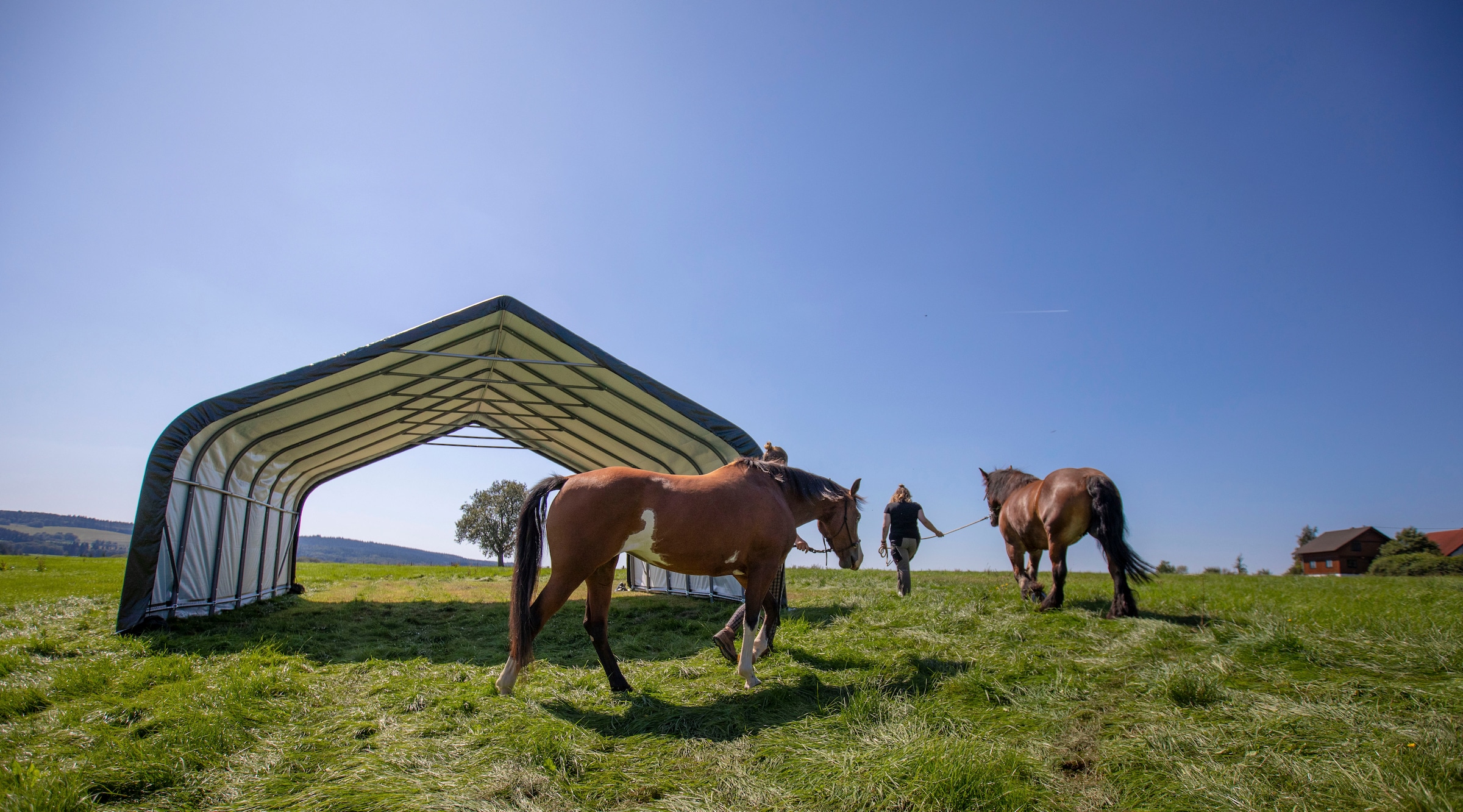 sportspower Foliengerätehaus »Weidezelt«, 49,6 m², Grün