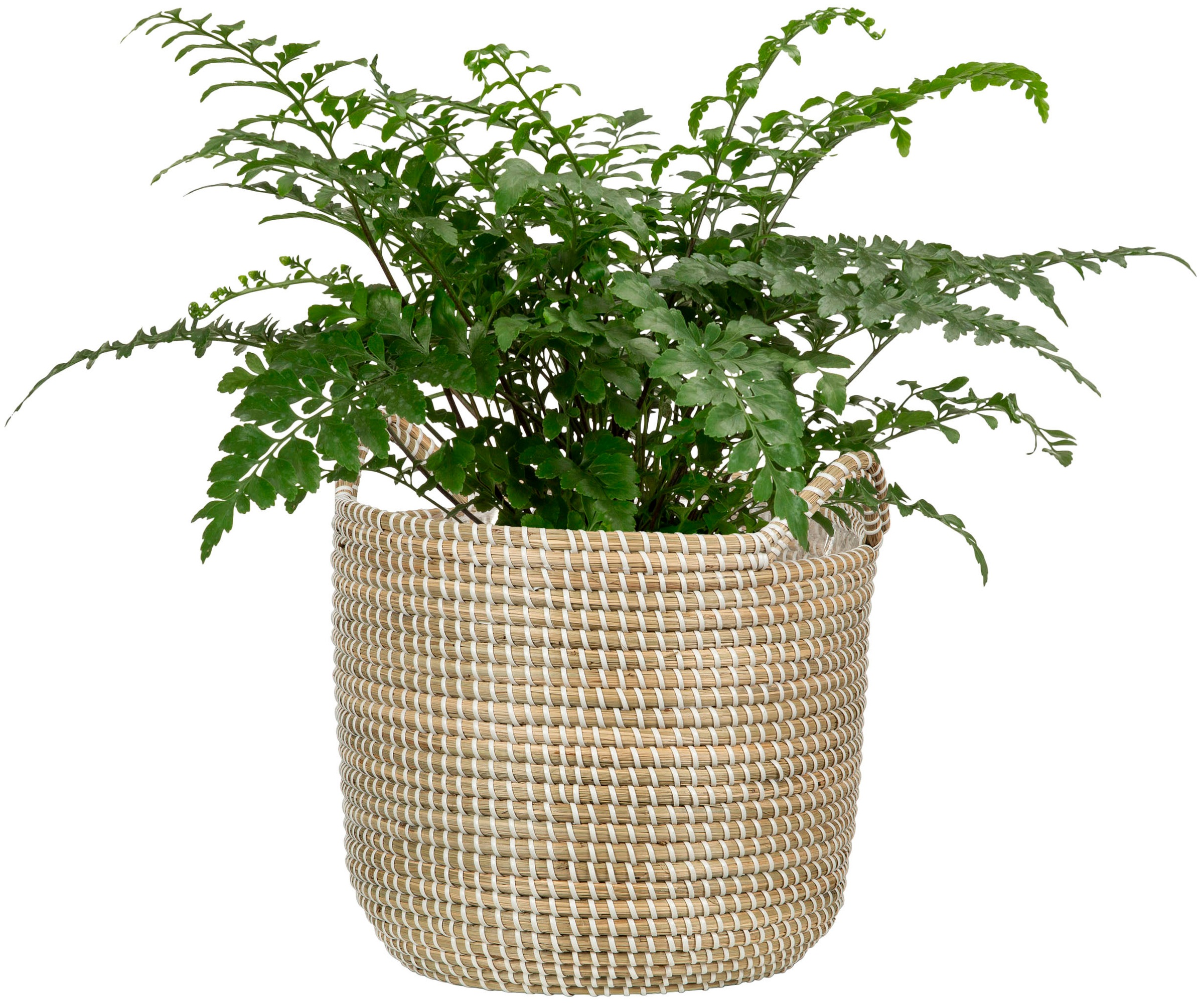 Scheurich Blumentopf »white 36/514«