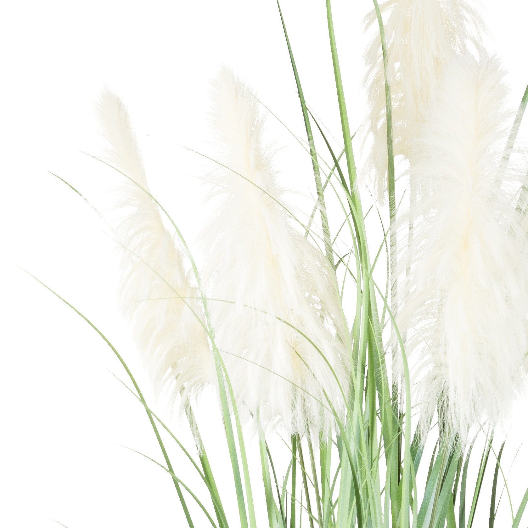Creativ green Kunstgras »Pampasgras«, mit fünf Pampasgrasblüten günstig online kaufen