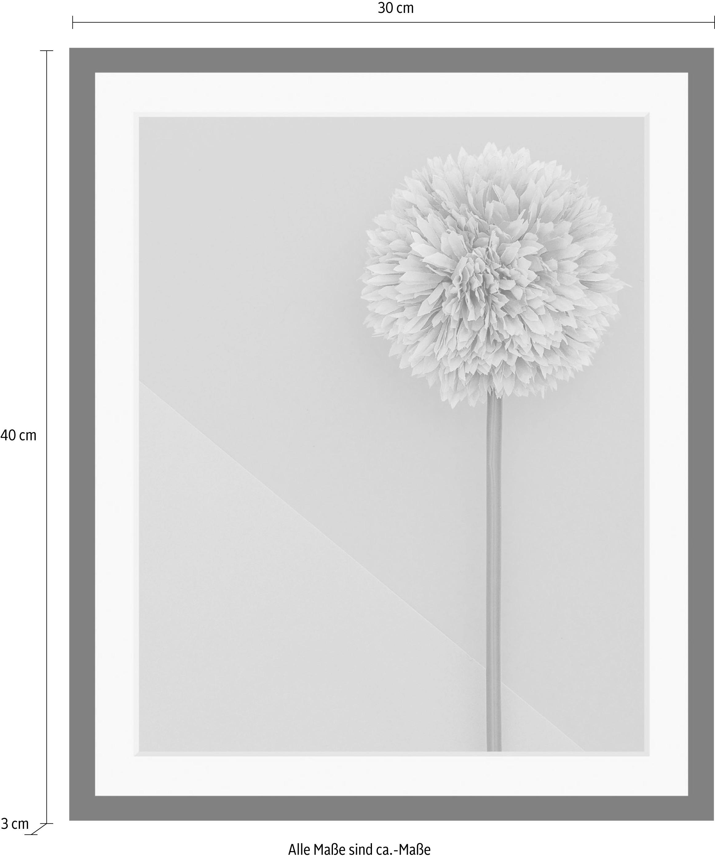 queence Bild »Pusteblume«, Blumen-Blumenbilder-Pflanzen-Kunst, HD Premium Poster-Druck inkl. Holzrahmen