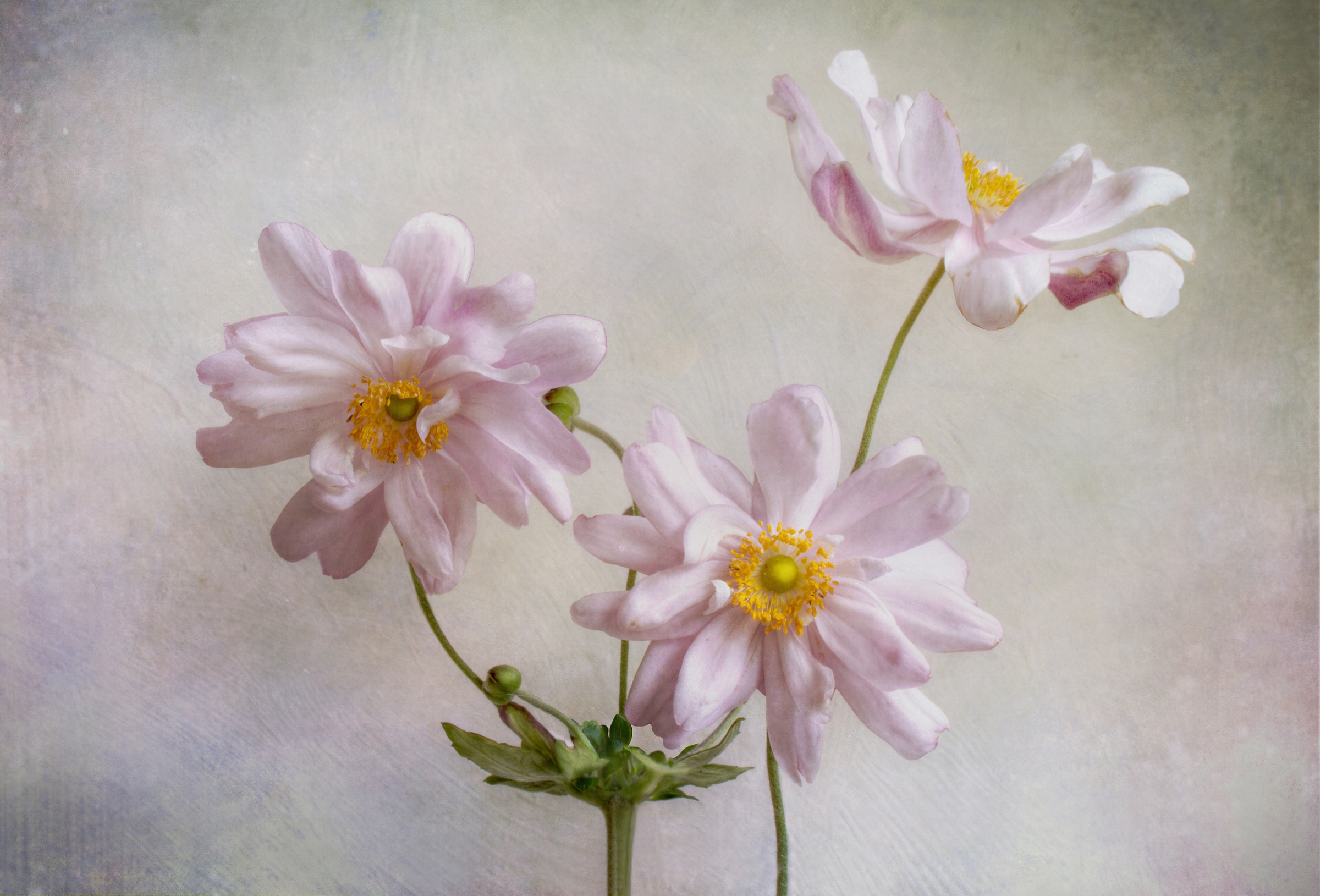 Papermoon Fototapete »Photo-Art MANDY DISHER, ANEMONEN« günstig online kaufen