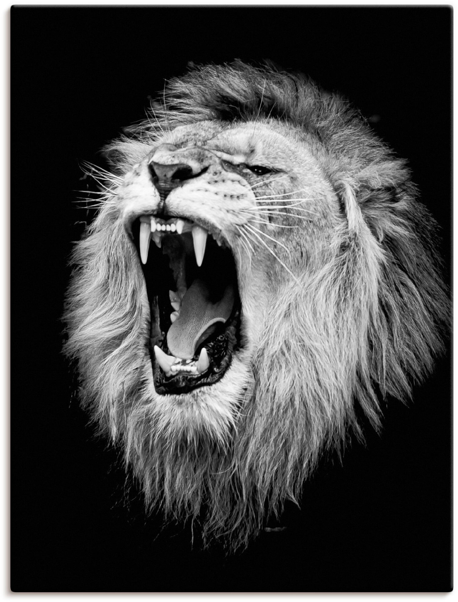 Artland Wandbild »Der Löwe« Wildtiere 1 Stk. tlg. als Alubild, Outdoorbild, günstig online kaufen
