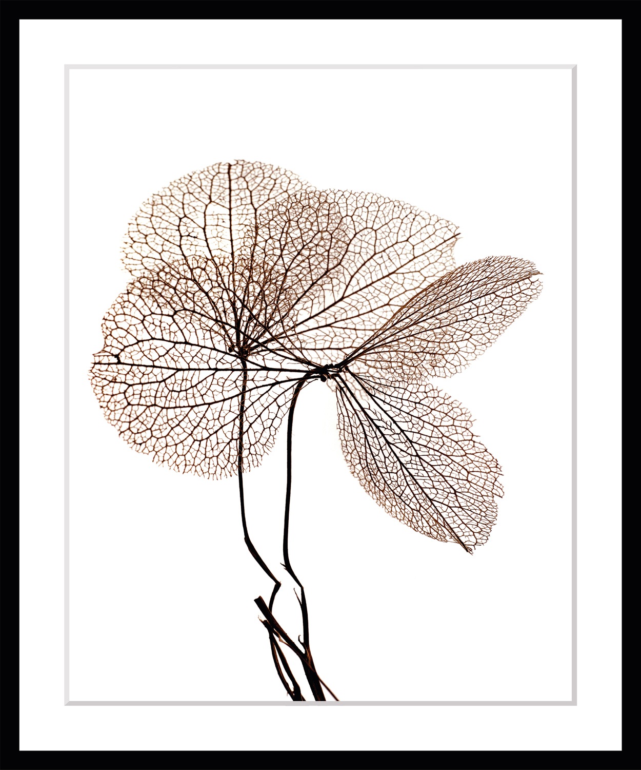 queence Bild »Annabell«, Blumen, Blumen, gerahmt günstig online kaufen