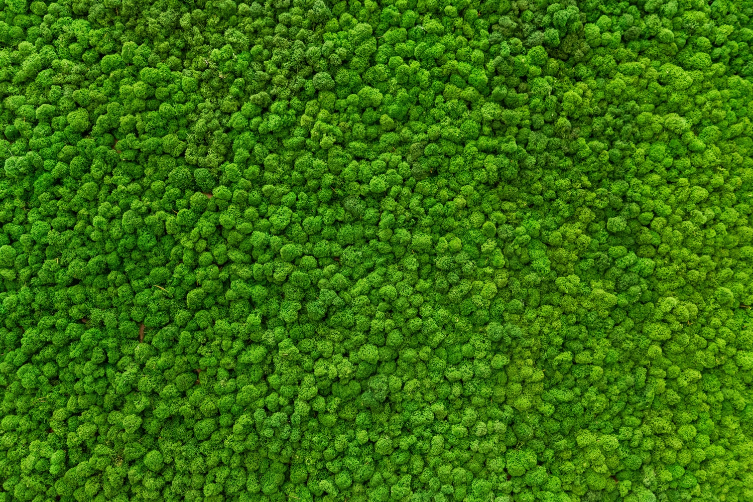 queence XXL-Wandbild »Akustikbild Moos Moosbild« Blätter | Blätterbilder | Moos | Natur 1 Stk. tlg. Einfache Akustiklösung ohne Baumaßnahme, Schalldämmung, Paneele