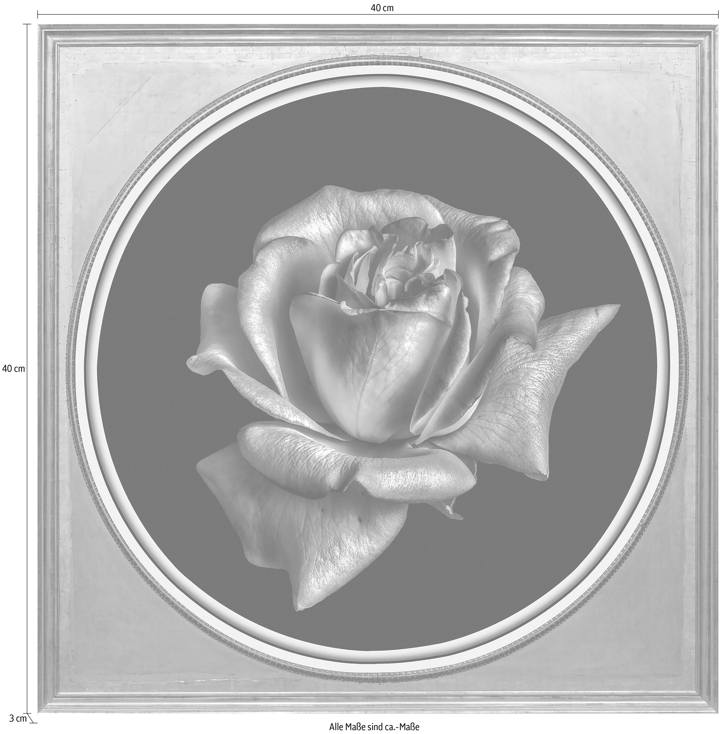 queence Acrylglasbild »Rose«, Blumen-Blumenbilder-Kunst-Pflanzen-Pflanzenbilder-Gemälde, Fine Art-Print in Galeriequalität