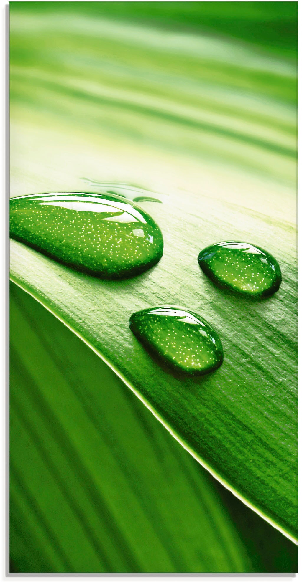 Artland Glasbild »Nahaufnahme eines grünen Pflanzenblattes« Blätter 1 Stk. günstig online kaufen