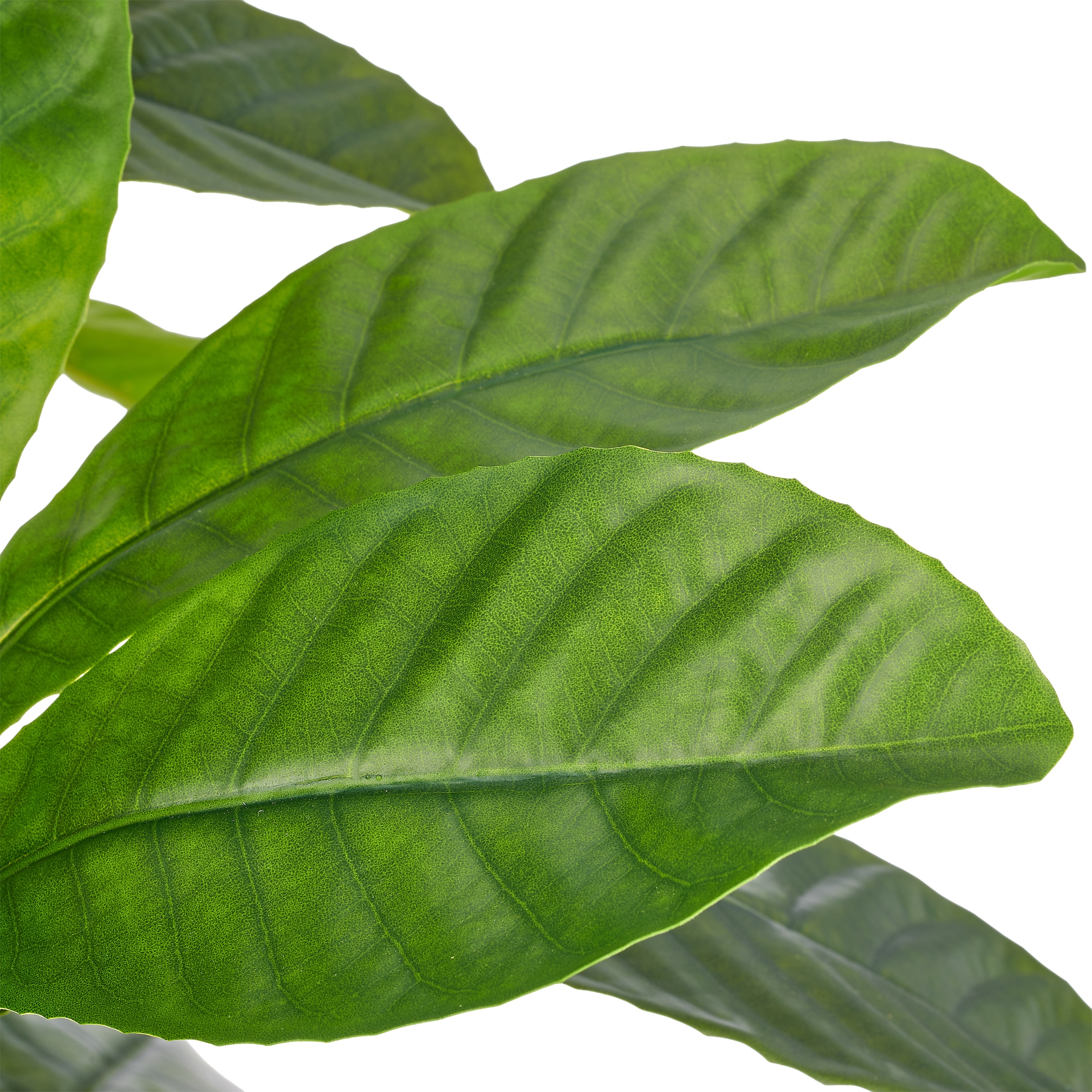 Creativ green Kunstbaum »Plumeria« mit fein gezeichnetem Blattwerk