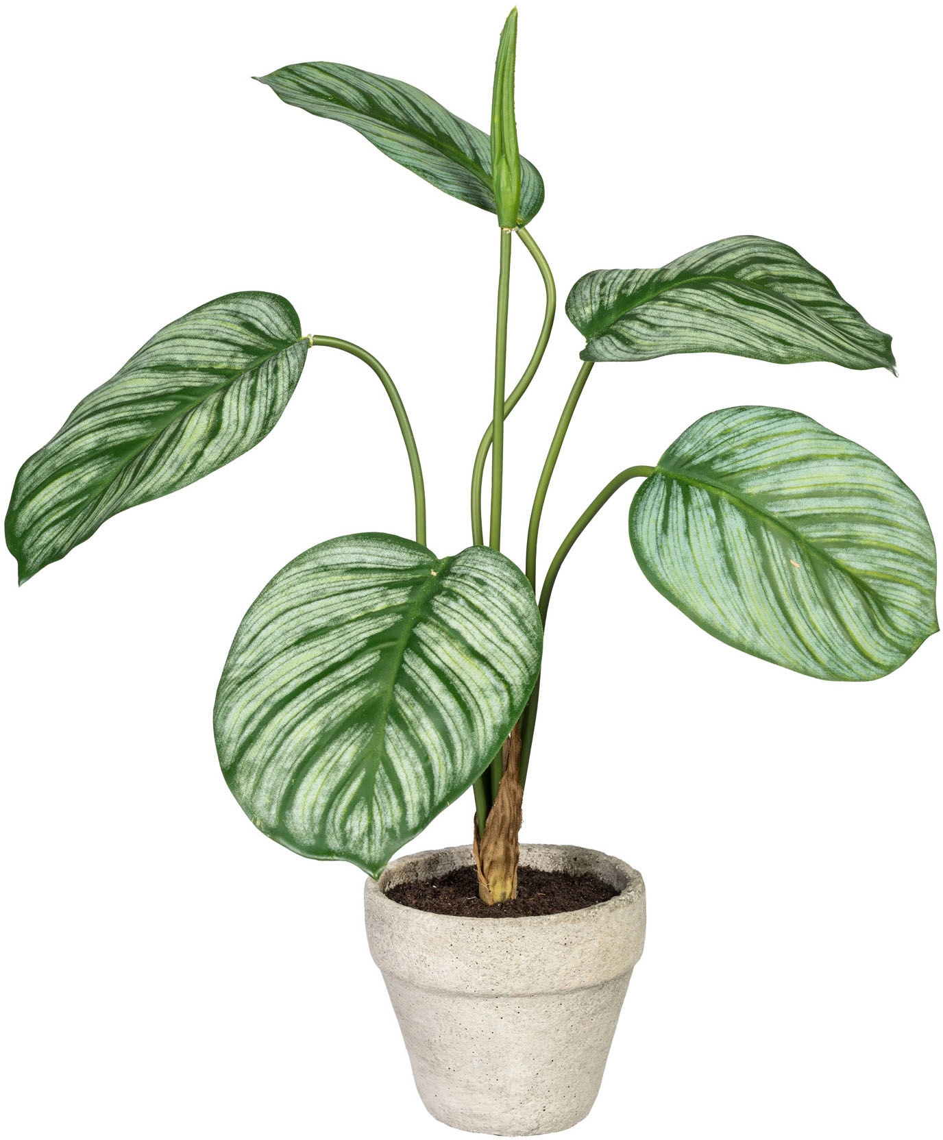 Creativ green Künstliche Zimmerpflanze »Set aus Grünpflanzen«, im  Zementtopf, 3er Set auf Raten kaufen | Kunstpflanzen