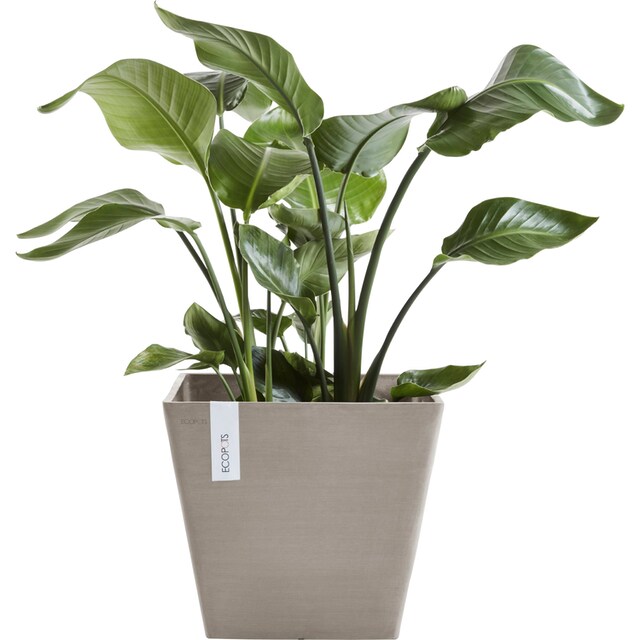 ECOPOTS Blumentopf »ROTTERDAM Taupe«, BxTxH: 50x50x44 cm online bestellen