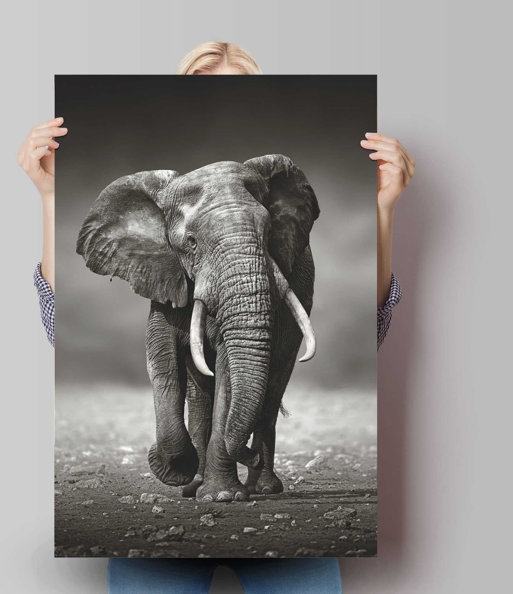 Poster St.) Elefanten, Wanderung«, bestellen online (1 Reinders! »Poster Elefant